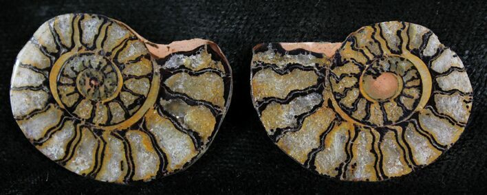 Iron Replaced Ammonite Fossil Pair #27540